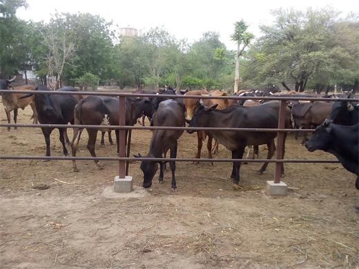 Dairy Development