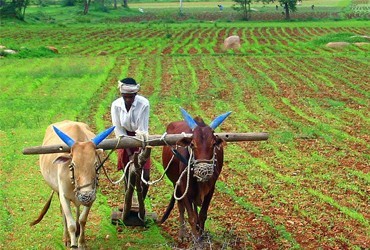 Agricultural Consulting & Farm Development